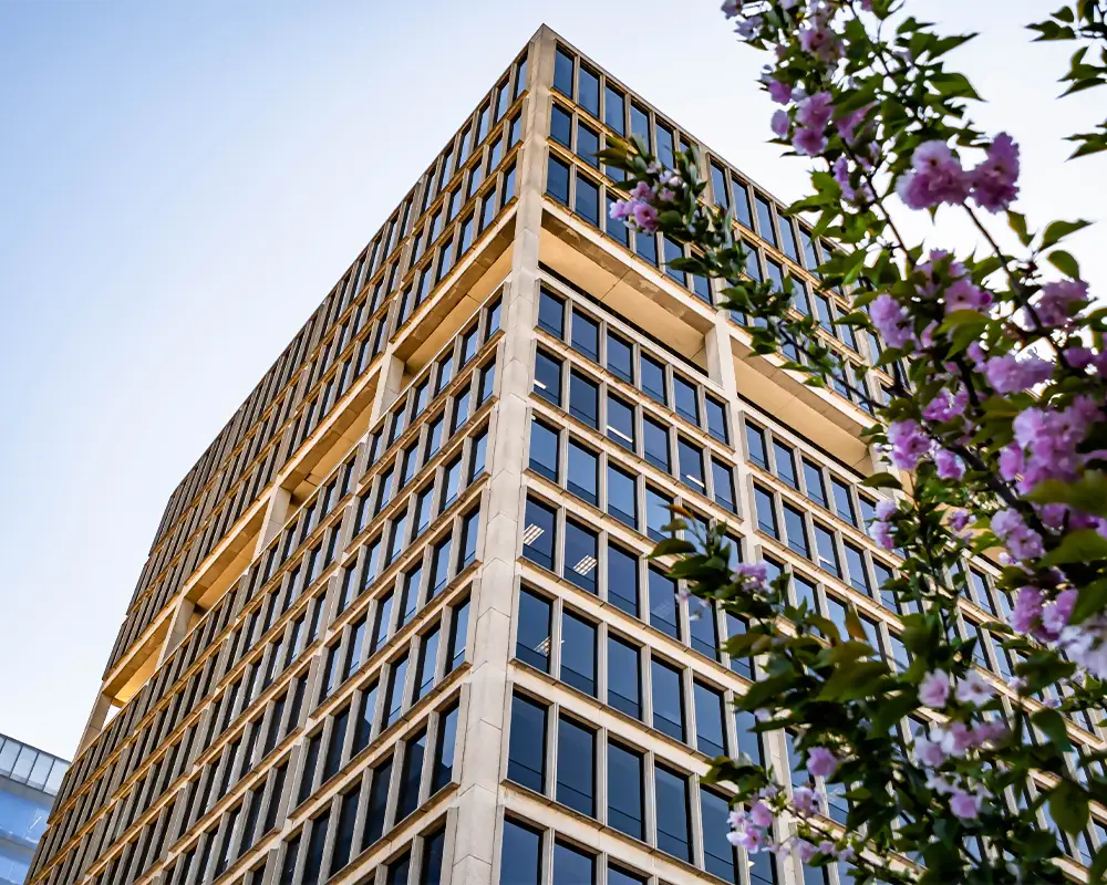 A photo looking up at Danna McKitrick's office building in downtown Clayton. A flowering tree sits in the foreground.